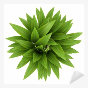 Potted Plants Png Top View - Plant Top View Png