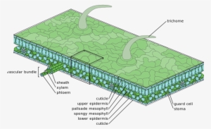 Diagram Of Moderate Scale Leaf Anatomy - Epidermis De La Planta