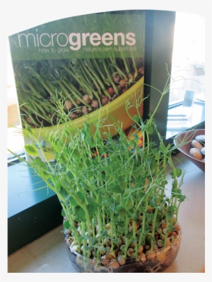 We Made A Planning Web Or In This Case, A Planning - Grow Microgreens: Quick, Easy Ways Ods