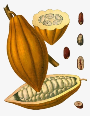 Kakao - Mazorca De Cacao Dibujo