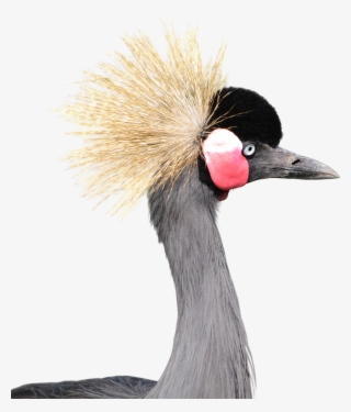 Crowned Gray - Grey Crowned Crane Png