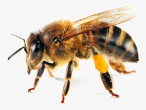 Bee Transparent - Honey Bee Pillow Case