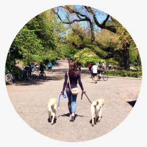 For The Most Positive Experience Possible, Mixy Walks - Mixypaws Nyc Dog Walking