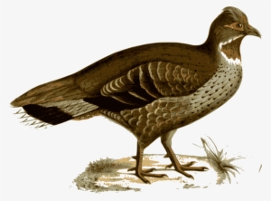 Illustration Of A Bird - Verreaux's Monal-partridge