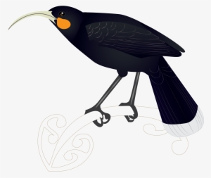 Huia - Songbird