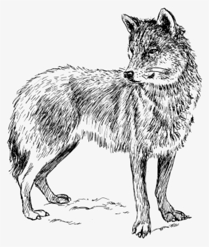 Drawing Black Wolf Arctic Wolf Computer Icons Gray - Real Animal Colouring Pages