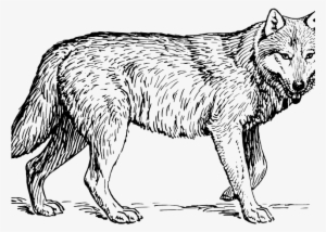 Picture Freeuse Library Arctic Wolf Free On Dumielauxepices - Wolf Animal Coloring Pages