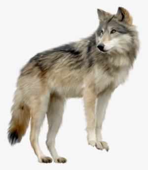 Wolf Looking Sideview - Wolf Png