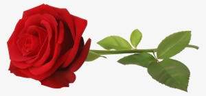 Red Rose With Stem Transparent Png Clip Art Image - Rose Png