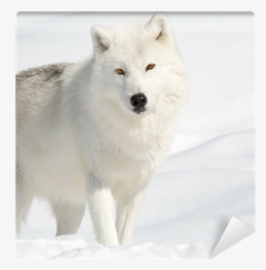 Arctic Wolf In The Snow Looking At The Camera Wall - Tableau Polar Loup - Cm Creation