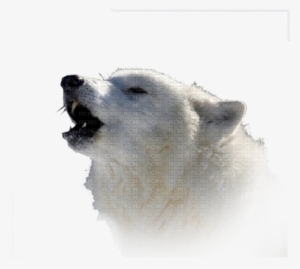 Loup Blanc White Wolf - Arctic Fox