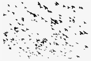 This Free Icons Png Design Of Huge Flock Of Birds Flying