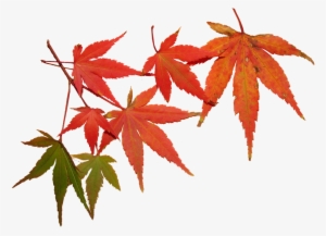 Leaves, Autumn, Tree, Maple, Seasonal, Foliage - Feuilles Automne
