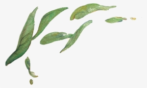 A Preview Of My Tea Leaves Study For A Zine Called - Tea