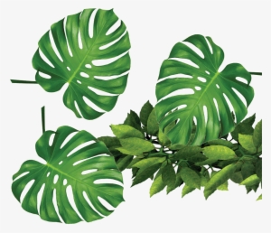 Transparent Material For The Foliage Of A Tropical - Tropical Plants Png