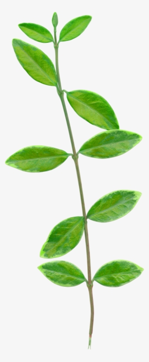 Foliage - Rosa Wichuraiana