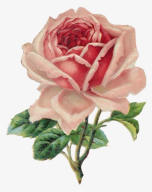Transparent Vintage Rose For Your Tumblr - Vintage Roses Png