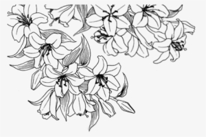 28 Collection Of Tumblr Flower Drawing Transparent - White Flower Drawing Transparent