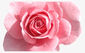 Rose Png Tumblr Images Baptism Pinterest Pink Roses, - Hd Pink Rose Flower