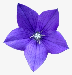 Blue Flower