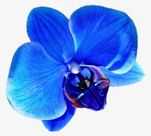 Flower Png Tumblr Flowers - Blue Orchid Flower Png