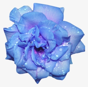 Blue Rose Clipart Rainforest Flower - Blue Transparent Flower