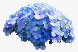 consequintial sequins in sequence blue flower png - hydrangea transparent
