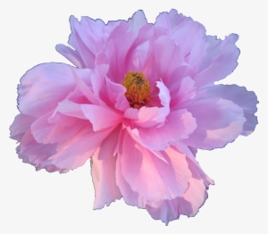 Pink Peony Paeonia Veitchii Transparent Flowers Tumblr - Transparent Aesthetic Flower Png