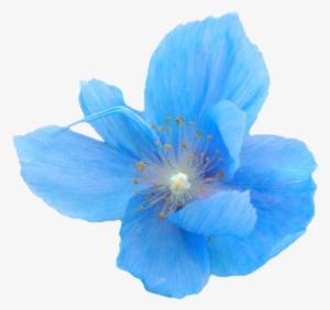 Flower Png Tumblr Flowers - Blue Flower Transparent Background