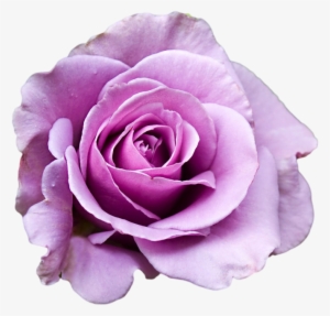 Purple Rose Clipart Png Tumblr - Purple Rose Transparent Background