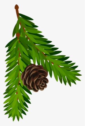 Transparent Pine Branch With Cone Png Artu200b Gallery - Tree Cone Png