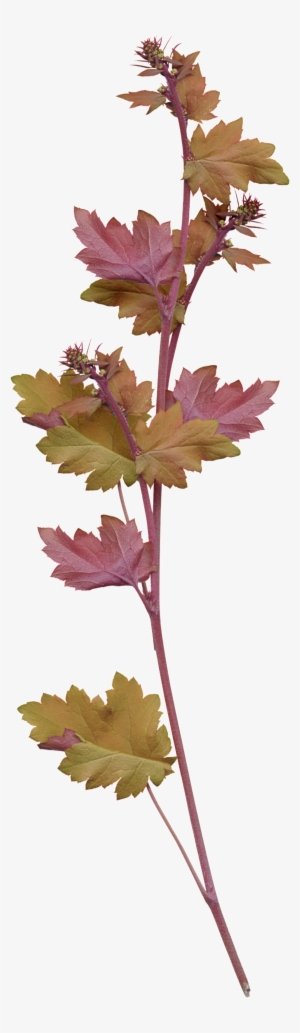Red Yellow Maple Watercolor Transparent Illustration - Grape