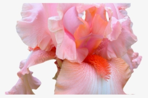 Pink Flowers Tumblr Transparent - Pink Iris Flower Png