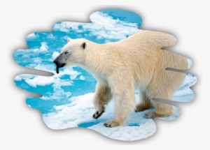 Oil Contamination Can Injure Or Kill Marine Mammals, - Polar Bear