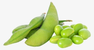 On May 10, The Usda Introduced Its First Forecast Of - Soy Bean Green Png