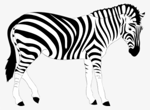 Africa Animal Striped Stripes Wild Zebra Z - Zebra Illustration
