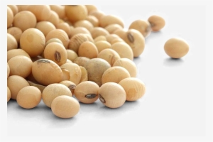 Brazil's Mato Grosso Leads Push For Gm-free Soy - Granos De Soya Png
