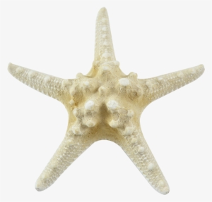Bleached Knobby Starfish - 6"-8"