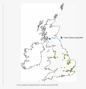Known Distribution Of Chinese Mitten Crabs In Great - Zebra Mussels Uk Distribution