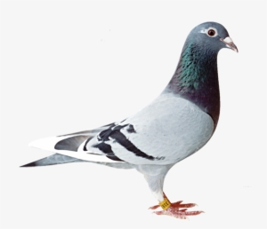 Download - Old Line Racing Pigeon