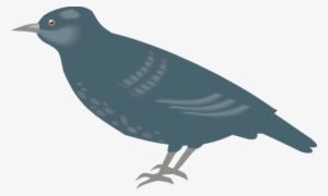 Starling Clipart