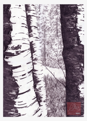 Birch Tree Drawing “ - Grove