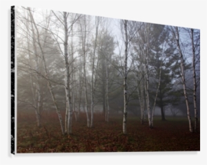 Birch Trees In Fog Canvas Print - Grove
