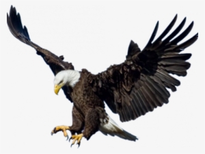 bald eagle png transparent images - eagle png