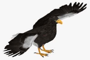 Steller's Sea Eagle - Wedge Tailed Eagle Transparent