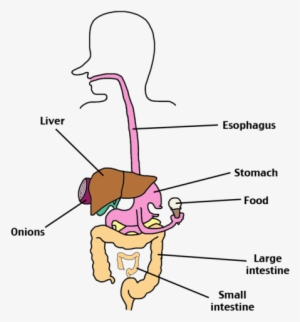 Digestive System - Digestive System Parts Png