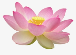 Is Important In The Buddhist Faith - Lotus Flower Buddhism Png