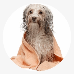 If You Are Looking For A Calming Experience For Your - Perro De Aguas Mojado