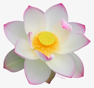 Bleed Area May Not Be Visible - Transparent Background Lotus Flower