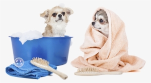 Additional Services - Puppy Grooming